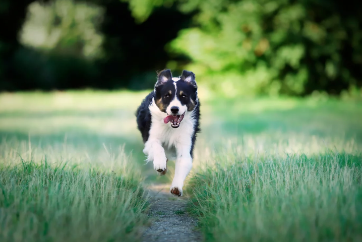 Leia mais sobre o artigo Bravecto 365: proteção prolongada contra pulgas e carrapatos