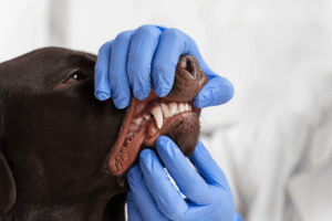 Leia mais sobre o artigo Rins e dentes: uma relação mais próxima do que se imagina