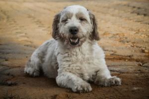 Leia mais sobre o artigo Os dentes do meu pet estão caindo. Devo me preocupar?